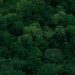Understanding Random Forest