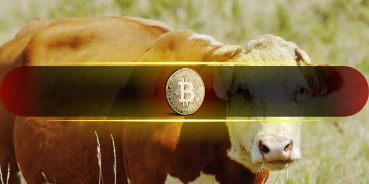 Bitwise CIO Predicts the Biggest Crypto Bull Market Yet