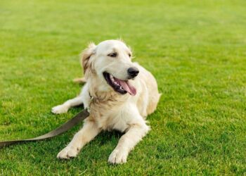 How Much Does It Cost To Own a Dog?