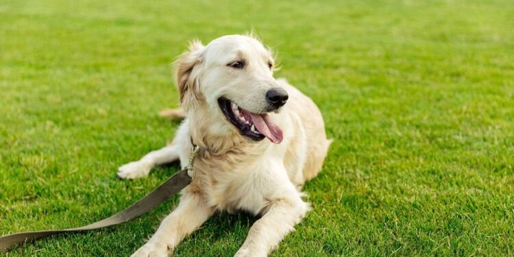 How Much Does It Cost To Own a Dog?