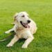 How Much Does It Cost To Own a Dog?