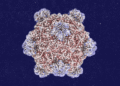 Roundtables: A Conversation With the Creator of AI-Designed Viruses